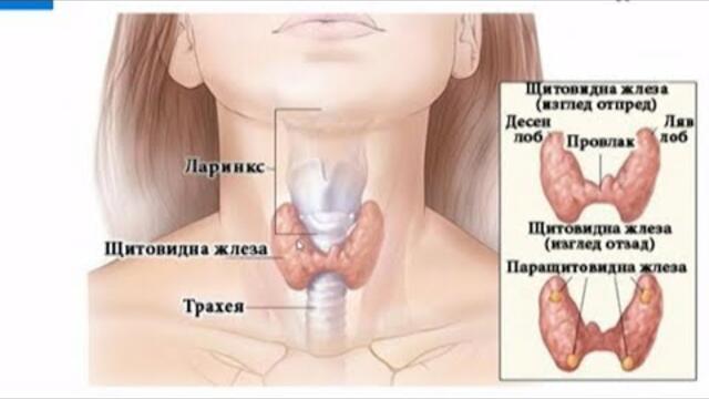 Академия "Здравословно": Автоимунен тиреоидит