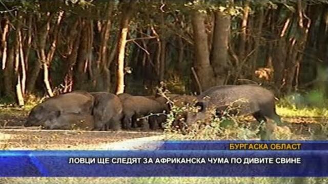 Ловци ще следят за африканска чума по свинете
